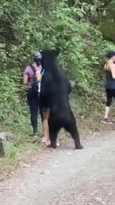 The bear appeared out of nowhere to these hikers just this morning. What do you guys think of how they handled the situation? (Chipinque, MTY, Mexico)