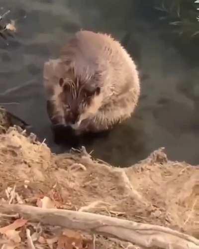 nothing special - just a beaver taking a bath...