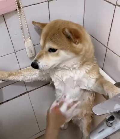 Bathing the puppy