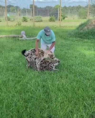 Hyenas raised by humans are known to be extremely affectionate and cuddly to their caretakers