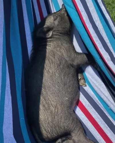 Douglas circles this hammock making a ruckus until his caretaker at Black Goat Farm Sanctuary lifts him in for his nap