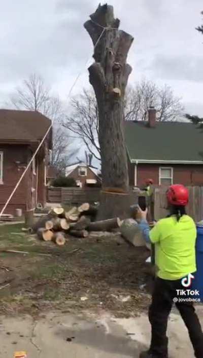 Video of Wade getting the raccoon out of the tree