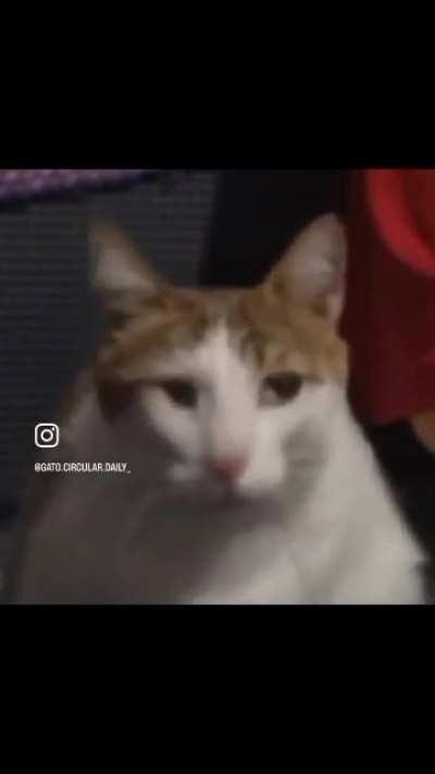 BeelcitosMemes - Video #4012