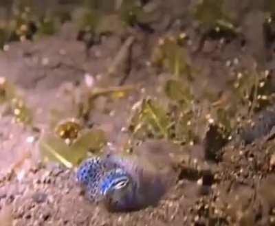 illegallysmolanimals