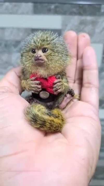 Really tiny monke