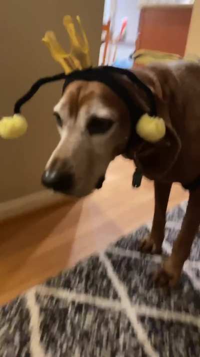 more lucy content (videos!!!)