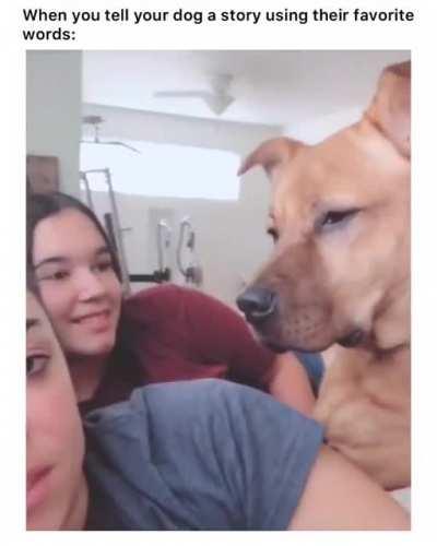 See your dog's reaction tell them a story using their favourite words