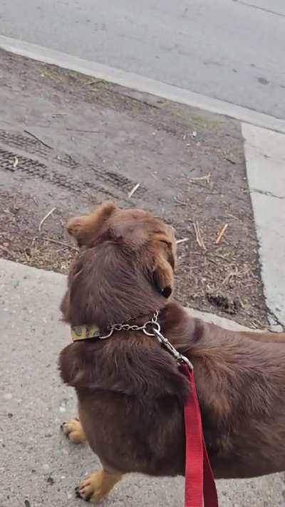 Queso wanting to ride along with first responders on his walk