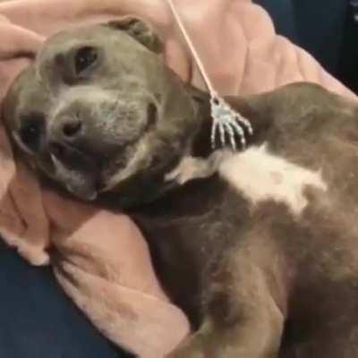 The life of a scratcher