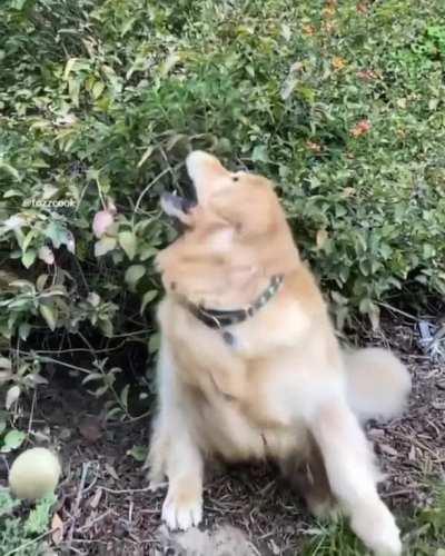 POoR dOG gets KILlED By flYING oRb OF dOOM!