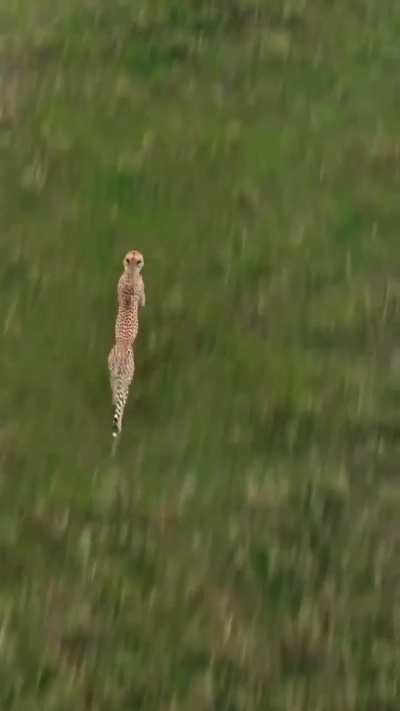This amazing video captured by Bertie Gregory features a rare top angle drone shot of a cheetah in full sprint.