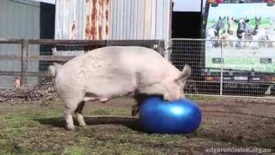 Happily playing with the ball