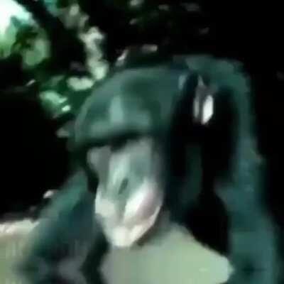 Oq vai acontecer se nerdola levar ENTORPECENTES para o churras: