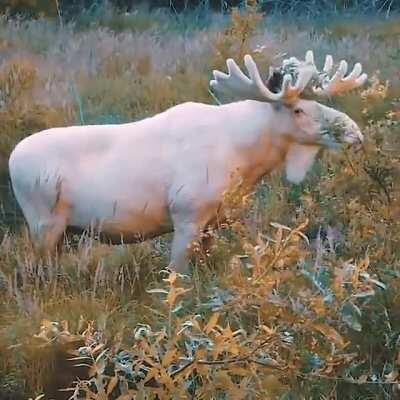 🔥 Rare footage of the stunning white moose.