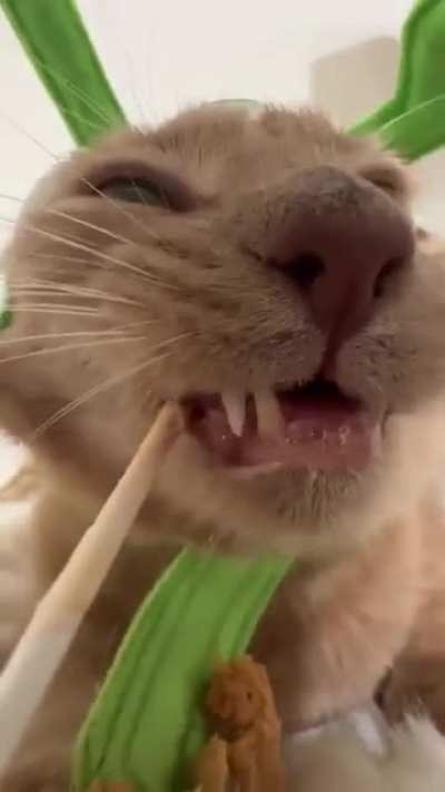 mod post + looking for a specialized mod (for the discord) + go vote on the Halloween poll