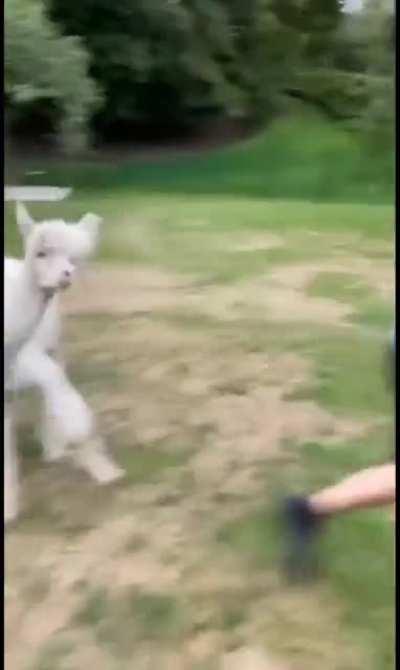 That Llama is a gangsta