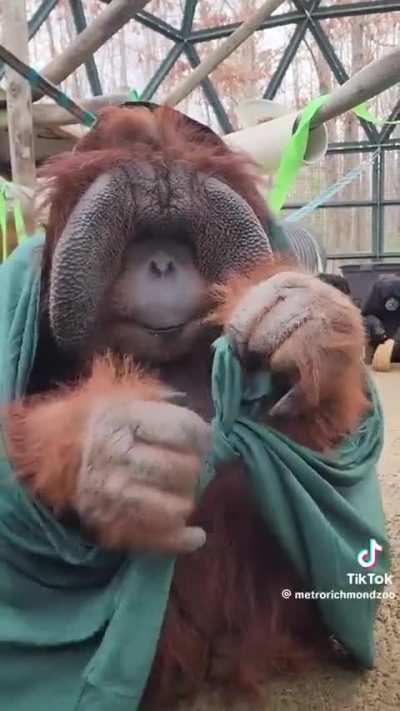 Patrick the Orangutan turns 34, receives a royal cloak, and then ties the perfect knot.