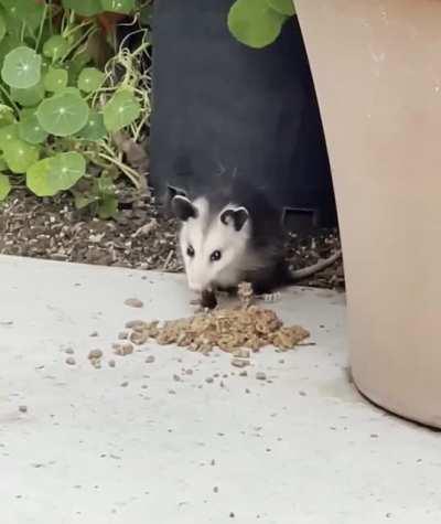 [Not my video] Just a cute baby monching.
