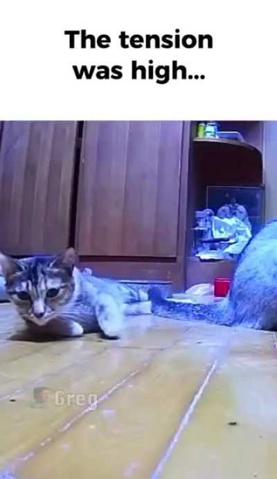 At least the cats didn't overreact