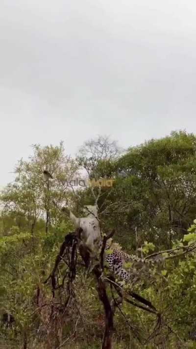 🔥 Aggressive and fearless fork-tailed drongo dive-bombs leopard who invaded its perch