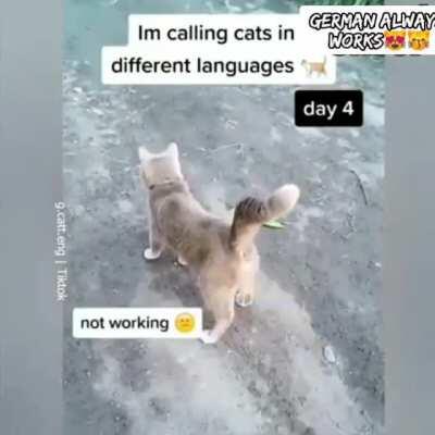 Штарденбурденхарденбарт