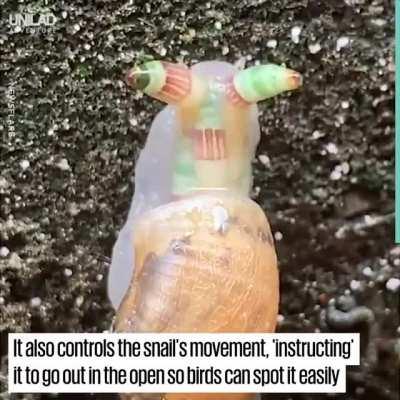 Zombie snail