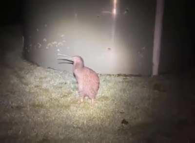 I now think dinosaurs sounded like this Kiwi.