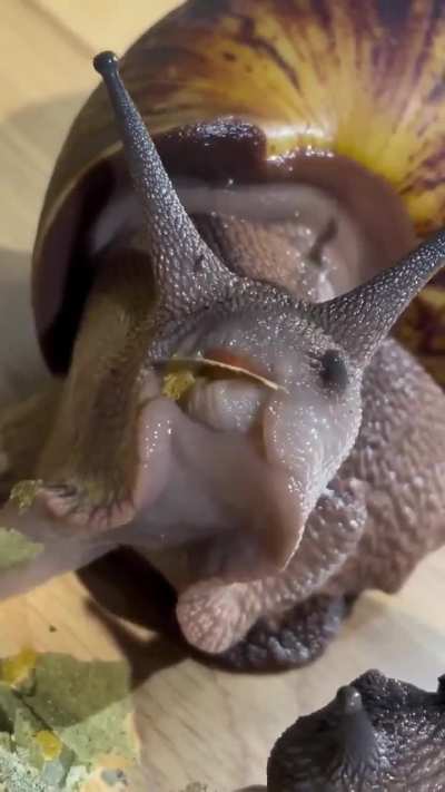 A perfectly ordinary snail in close-up while eating.