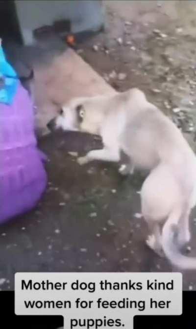 mother dog thanks kind women for feeding her puppies