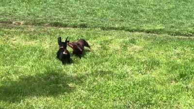 Found a friend in the park