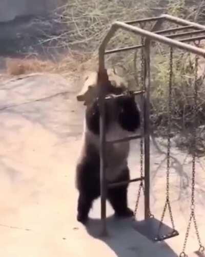 Bear dancing at the playground