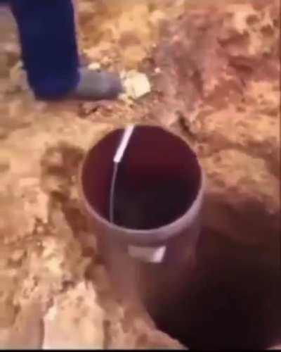 An attempt to save a kitten