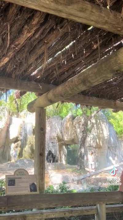 Zookeeper barely escapes enclosure with angry adult Silverback Gorilla at the Fort Worth Zoo