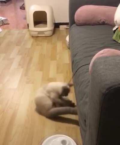 Cat fighting toy, goes wrong (TOY FIGHTS BACK)