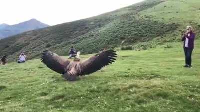 Griffon vultures are the world's highest-flying bird. They have been documented as having reached heights of over 36,000 (!) feet