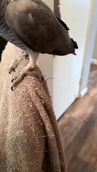 First time using “bug” in context