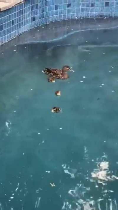 Can't stop Ducking around