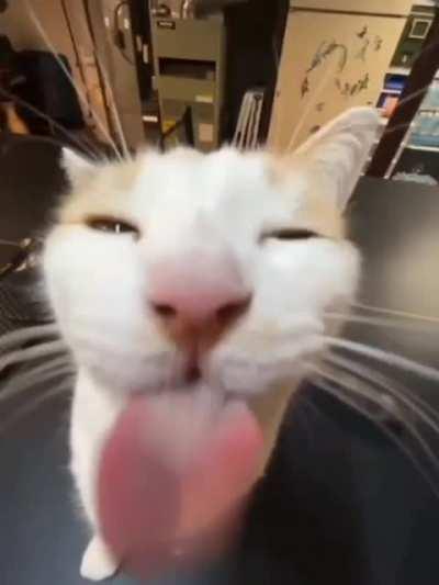 Milly the cat my beloved