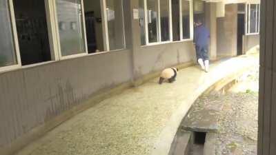 A panda a day keeps the sorrow away