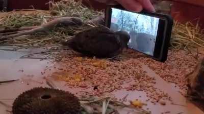Rescued dove learns to eat by watching others. No more force feeding!