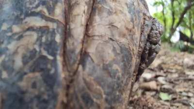 [Unintentional] Giant tortoise eating cabbage