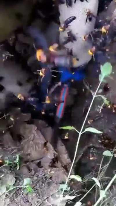 How can hornets be that big?