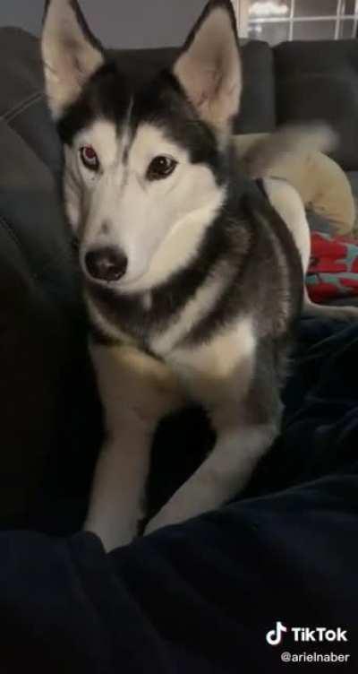 The side effects of sharing beef jerky.i could have easily stopped this tantrum but she's never vocal and i love it