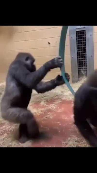 Monke spin right round