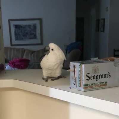 Bird is so amazed to see a cat jumping