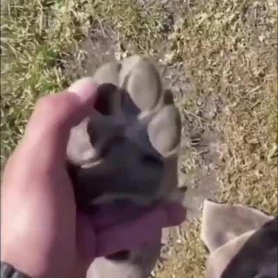 clave el perrito