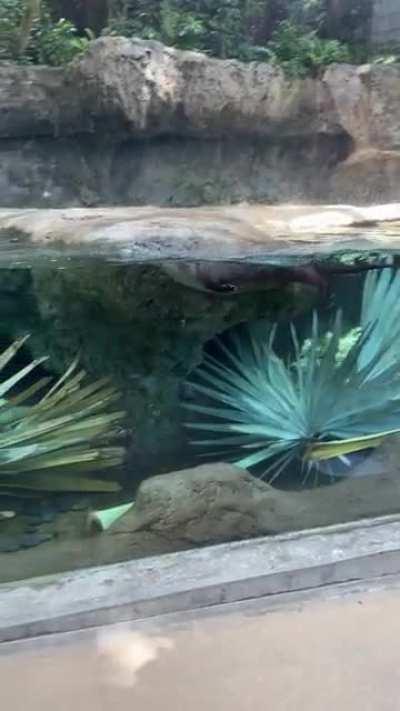 The otter’s form was what impressed me the most