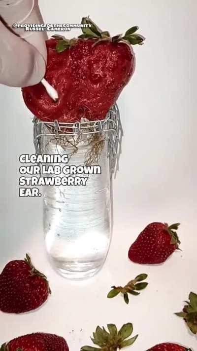Eat your lab grown fruit