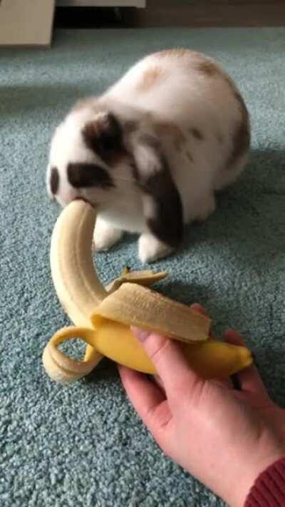 Wanted to see if Mipha likes banana! Turns out she likes it very much.