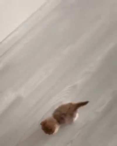 One confident little kitten